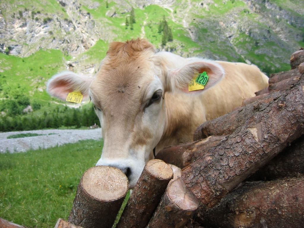 Apartmán Haus Stein Oberstdorf Exteriér fotografie